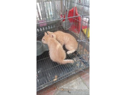 Bebek kedilerimizi ve annemizi sahiplenmek isteyen