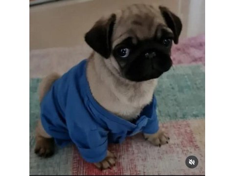 Pug yavru köpeklerimiz