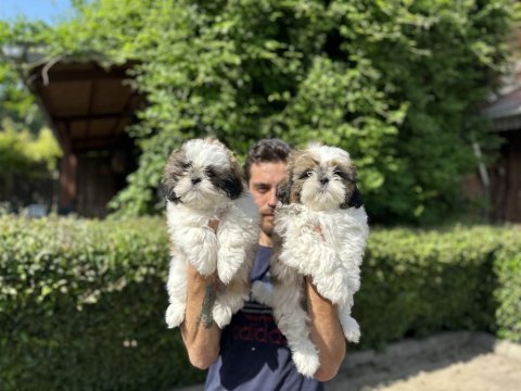 Shih tzu yavrularımız
