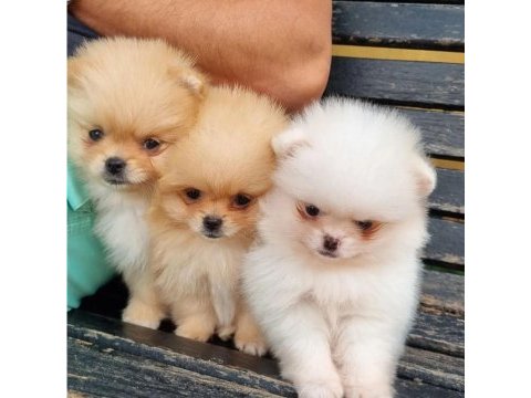 Sevimli pomeranian yavruları