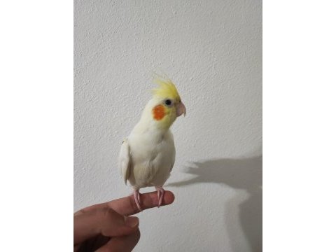 2 aylık yavru sultan papağanı yeme düşme
