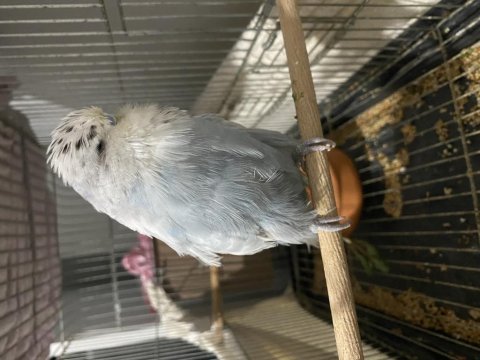 Show jumbo takım muhabbet kuşu
