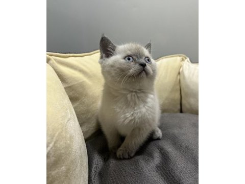 Blue point british shorthair