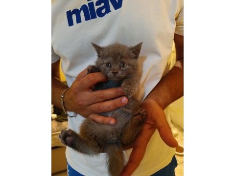 10 gün sonra british shorthair