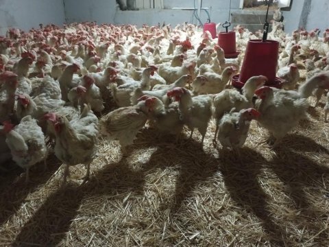 %60 randımanlı sandy yumurta tavuğu