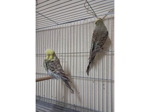 Show jumbo muhabbet kuşları