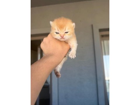 Golden british shorthair bebekler