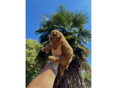 Red brown toy poodle yavrumuz yeni yuvasına hazır