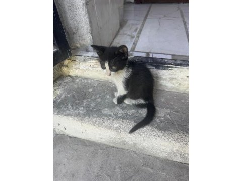 Dükkanımıza yavrulayan kedileri sahiplendirmek istiyoruz