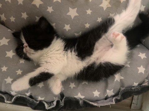 Yavru kedi ordu