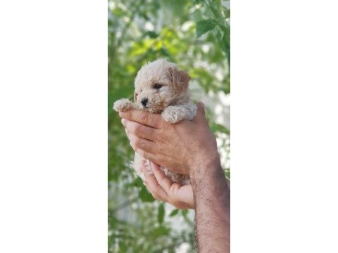 Minik dostunuz toy poodle