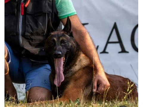 Fcı kıf şecereli belçika kurdu yavrularım