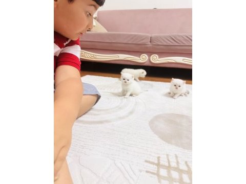12 haziran doğumlu bir aylık erkek kedimiz