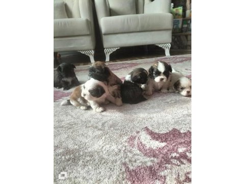 Shih tzu (şitzu) o numara erkek ve dişi yavrular