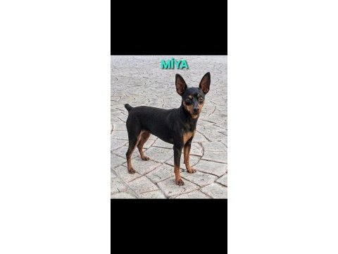 Minyatür pinscher 5 aylık