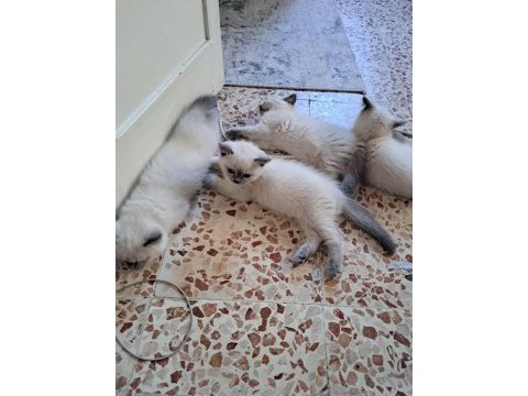 British longhair yavrular teslime hazır