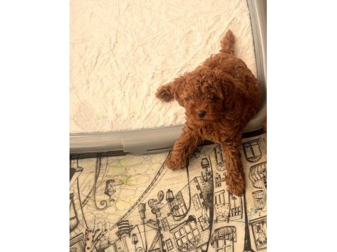 2 aylık toy poodle