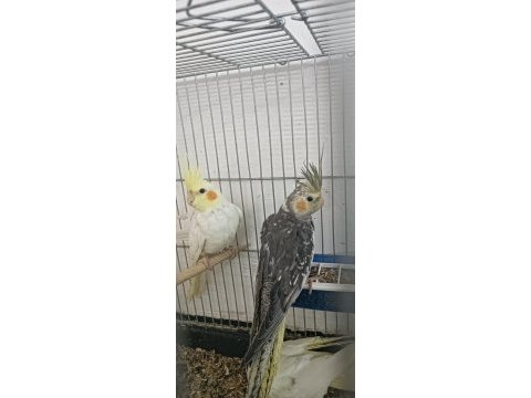 Yeni yem atlamış tüylerini tamamlayan 4 yavru saf kan sultan