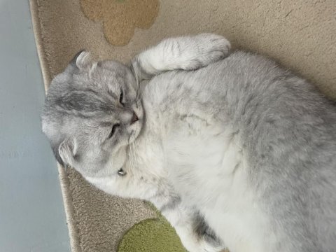 Yuva arıyoruz scottish fold
