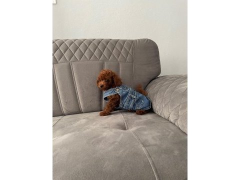 Kore prenses poodle