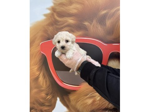 Irk garantili maltipoo yavrularımız
