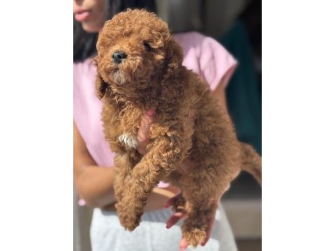 Mini boy toy poodle kızımız