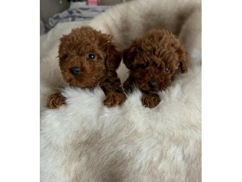 Toy poodle köpeği