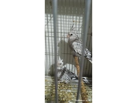 Sağlıklı sultan papağanı yavrular