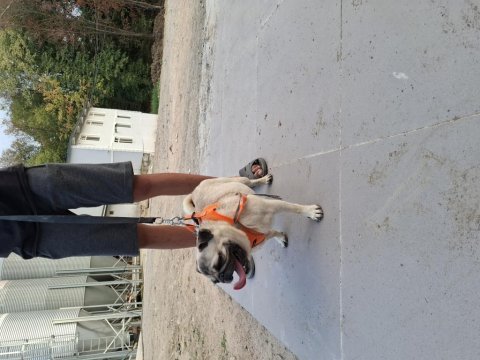 2 yasında erkek pug