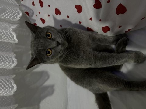 2 yaşında dişi british shorthair kısır değil