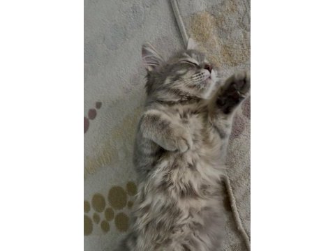 4 aylık sağlıklı ve uysal kedimiz sahiplendirilecektir