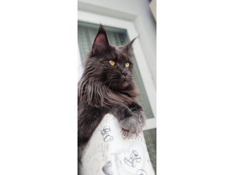 Full şecere yetişkin dişi maine coon