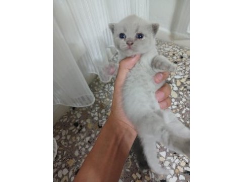 25 günlük british shorthair