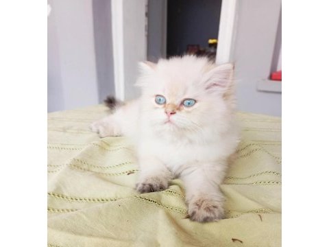 British longhair bebekler
