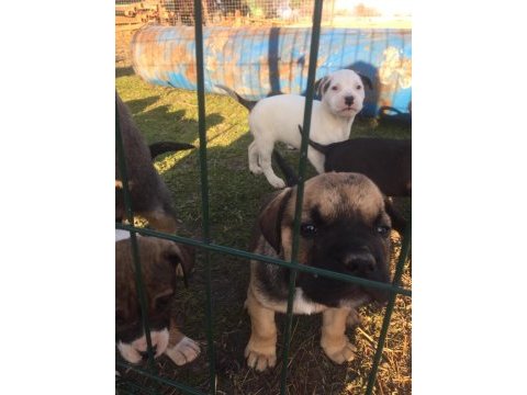 1 aylık yavrular yeni sahiplerini bekliyor presa canario