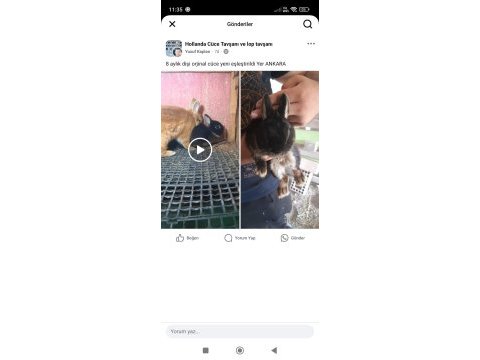 Orjinal siyah dişi cüce tavşan