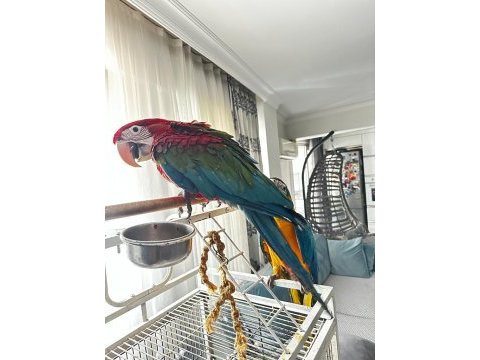 Yavru macaw