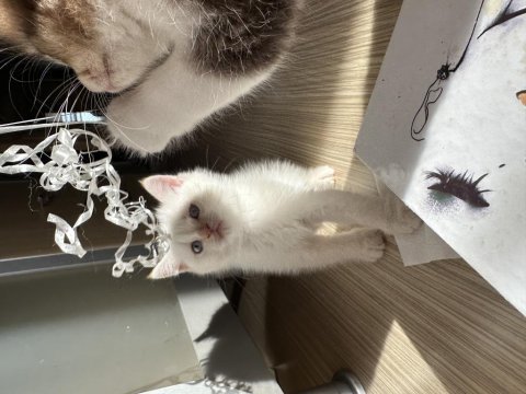 Yellow point british shorthair mavi gözlü erkek