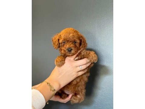 Toy poodle yavrumuz 60 günlük