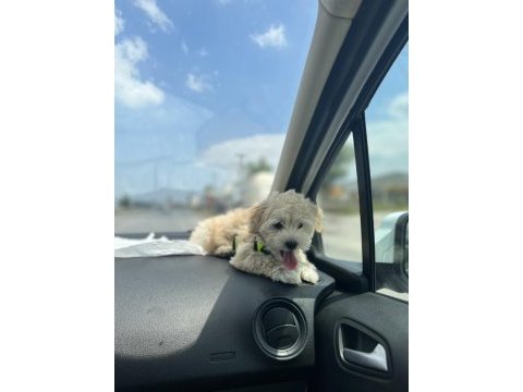 Maltipoo yavru