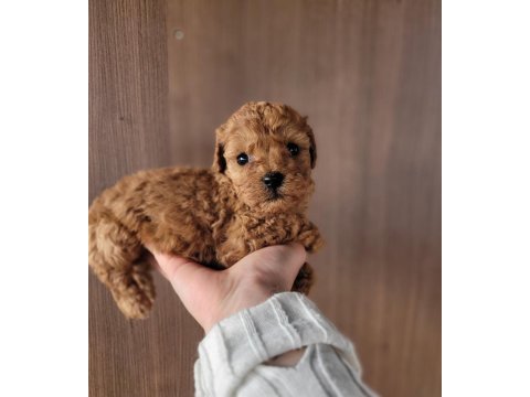Toy poodle bebekler ruhsatlı çiftlikten