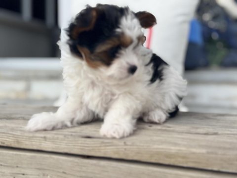 Ankarada yasal ruhsatlı çiftlikden morkie yavrumuz