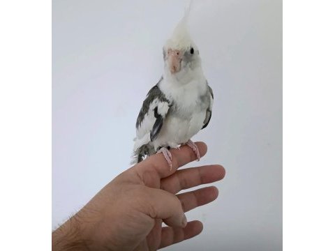 White face konuşan erkek sultan papağanı