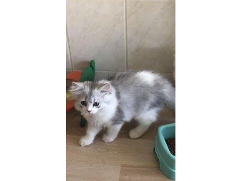 British longhair dişi ve erkek yavrular