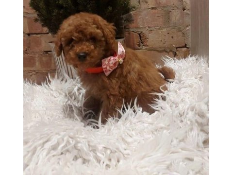 Bakımlı sağlıklı dişi poodle bebek