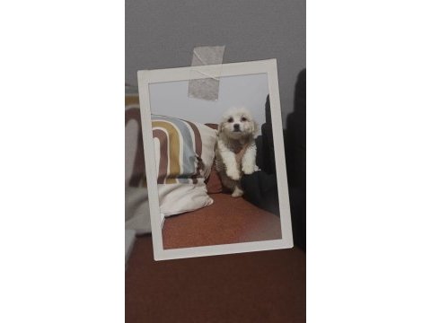 2 aylık yeni yavru terrier