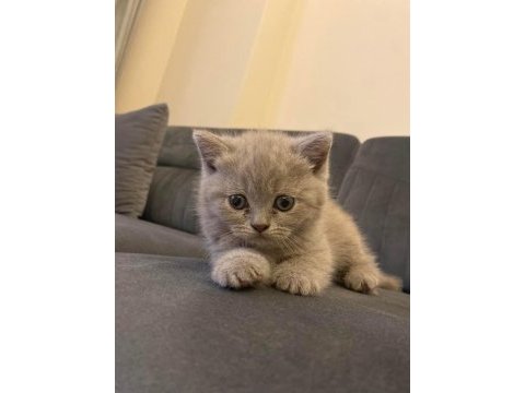 Dünyalar güzeli scottish fold kızımız yuvasını arıyor