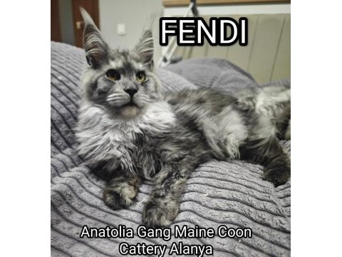 Şecereli maine coon yavrular alanya