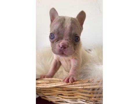 Renkli gözlü özel micro boy french bulldog