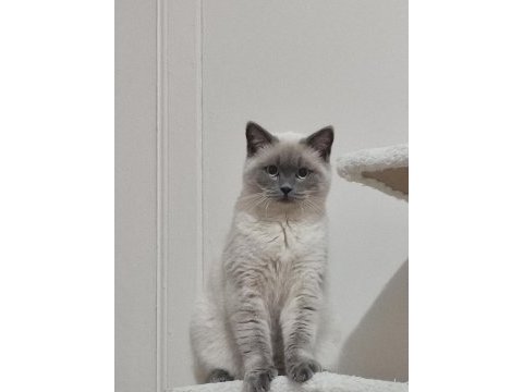 British shorthair kedimiz